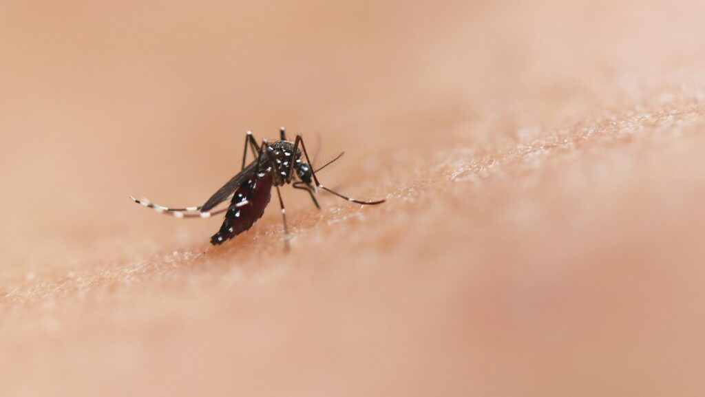 a close up of a mosquito on a human's skin