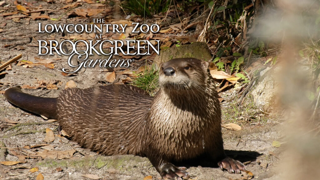 Lowcountry Zoo 16x9