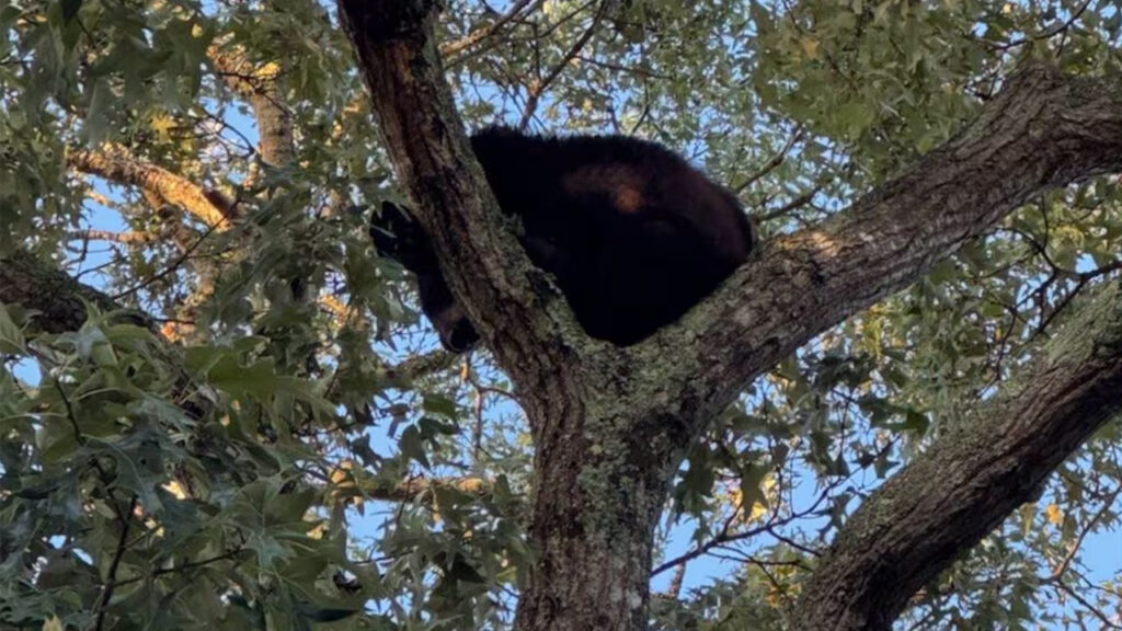 A black bear trapped on a tree in Myrtle Beach