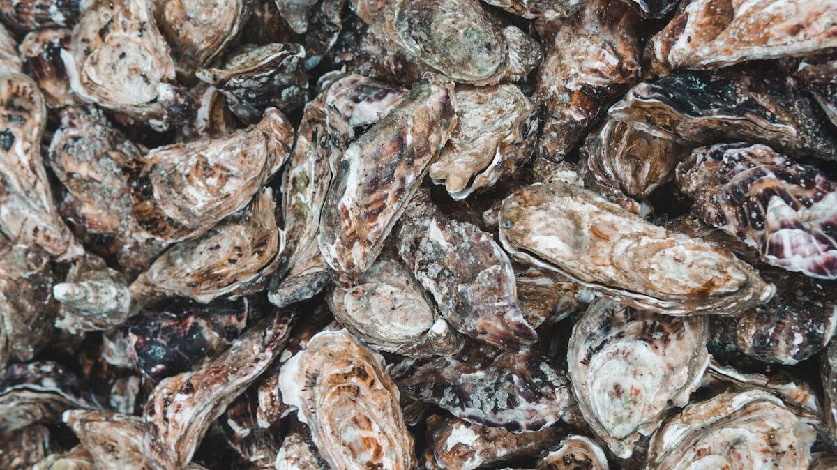 ‘Quality of life’: North Myrtle Beach chamber recycles oyster shells to filter ocean water